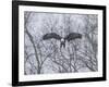 Snowy Eagle-Galloimages Online-Framed Photographic Print