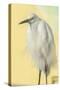 Snowy Egret at Daytona Beach, Florida, USA-Jim Engelbrecht-Stretched Canvas