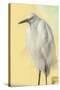 Snowy Egret at Daytona Beach, Florida, USA-Jim Engelbrecht-Stretched Canvas