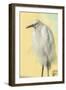 Snowy Egret at Daytona Beach, Florida, USA-Jim Engelbrecht-Framed Photographic Print