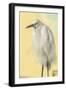 Snowy Egret at Daytona Beach, Florida, USA-Jim Engelbrecht-Framed Photographic Print