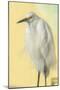 Snowy Egret at Daytona Beach, Florida, USA-Jim Engelbrecht-Mounted Photographic Print