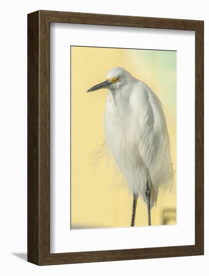 Snowy Egret at Daytona Beach, Florida, USA-Jim Engelbrecht-Framed Photographic Print