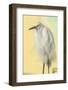 Snowy Egret at Daytona Beach, Florida, USA-Jim Engelbrecht-Framed Photographic Print