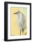 Snowy Egret at Daytona Beach, Florida, USA-Jim Engelbrecht-Framed Photographic Print