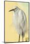 Snowy Egret at Daytona Beach, Florida, USA-Jim Engelbrecht-Mounted Photographic Print