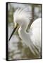 Snowy Egret Bird, Everglades, Florida, USA-Michael DeFreitas-Framed Stretched Canvas