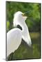 Snowy Egret Bird, Everglades, Florida, USA-Michael DeFreitas-Mounted Photographic Print