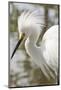 Snowy Egret Bird, Everglades, Florida, USA-Michael DeFreitas-Mounted Photographic Print