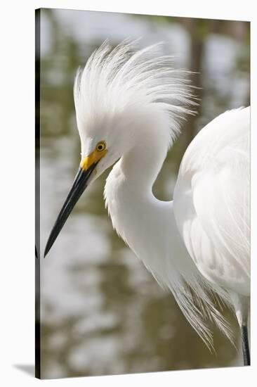 Snowy Egret Bird, Everglades, Florida, USA-Michael DeFreitas-Stretched Canvas