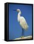 Snowy Egret, California, United States of America, North America-Tomlinson Ruth-Framed Stretched Canvas