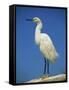 Snowy Egret, California, United States of America, North America-Tomlinson Ruth-Framed Stretched Canvas