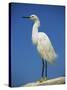 Snowy Egret, California, United States of America, North America-Tomlinson Ruth-Stretched Canvas