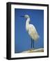 Snowy Egret, California, United States of America, North America-Tomlinson Ruth-Framed Photographic Print