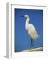 Snowy Egret, California, United States of America, North America-Tomlinson Ruth-Framed Photographic Print