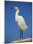 Snowy Egret, California, United States of America, North America-Tomlinson Ruth-Mounted Photographic Print