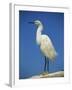 Snowy Egret, California, United States of America, North America-Tomlinson Ruth-Framed Photographic Print