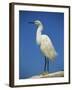 Snowy Egret, California, United States of America, North America-Tomlinson Ruth-Framed Photographic Print