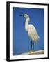 Snowy Egret, California, United States of America, North America-Tomlinson Ruth-Framed Photographic Print