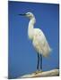 Snowy Egret, California, United States of America, North America-Tomlinson Ruth-Mounted Photographic Print