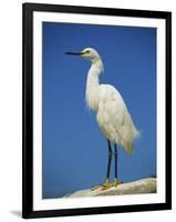 Snowy Egret, California, United States of America, North America-Tomlinson Ruth-Framed Photographic Print