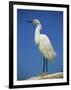 Snowy Egret, California, United States of America, North America-Tomlinson Ruth-Framed Photographic Print