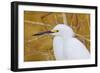 Snowy Egret, Ding Darling National Wildlife Refuge, Sanibel Island, Florida.-William Sutton-Framed Photographic Print