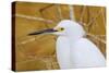 Snowy Egret, Ding Darling National Wildlife Refuge, Sanibel Island, Florida.-William Sutton-Stretched Canvas