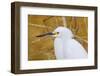 Snowy Egret, Ding Darling National Wildlife Refuge, Sanibel Island, Florida.-William Sutton-Framed Photographic Print