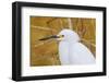 Snowy Egret, Ding Darling National Wildlife Refuge, Sanibel Island, Florida.-William Sutton-Framed Photographic Print