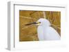 Snowy Egret, Ding Darling National Wildlife Refuge, Sanibel Island, Florida.-William Sutton-Framed Photographic Print