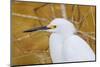 Snowy Egret, Ding Darling National Wildlife Refuge, Sanibel Island, Florida.-William Sutton-Mounted Photographic Print