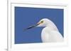 Snowy Egret (Egretta thula) adult, breeding plumage, close-up of head, Florida-Kevin Elsby-Framed Photographic Print