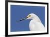 Snowy Egret (Egretta thula) adult, breeding plumage, close-up of head, Florida-Kevin Elsby-Framed Photographic Print