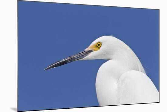 Snowy Egret (Egretta thula) adult, breeding plumage, close-up of head, Florida-Kevin Elsby-Mounted Photographic Print