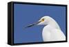 Snowy Egret (Egretta thula) adult, breeding plumage, close-up of head, Florida-Kevin Elsby-Framed Stretched Canvas