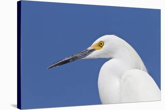 Snowy Egret (Egretta thula) adult, breeding plumage, close-up of head, Florida-Kevin Elsby-Stretched Canvas