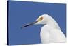 Snowy Egret (Egretta thula) adult, breeding plumage, close-up of head, Florida-Kevin Elsby-Stretched Canvas