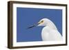 Snowy Egret (Egretta thula) adult, breeding plumage, close-up of head, Florida-Kevin Elsby-Framed Photographic Print