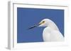 Snowy Egret (Egretta thula) adult, breeding plumage, close-up of head, Florida-Kevin Elsby-Framed Photographic Print