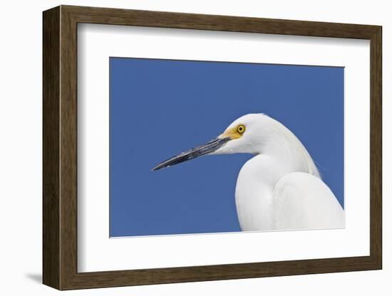 Snowy Egret (Egretta thula) adult, breeding plumage, close-up of head, Florida-Kevin Elsby-Framed Photographic Print