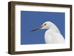 Snowy Egret (Egretta thula) adult, breeding plumage, close-up of head, Florida-Kevin Elsby-Framed Photographic Print