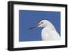 Snowy Egret (Egretta thula) adult, breeding plumage, close-up of head, Florida-Kevin Elsby-Framed Photographic Print