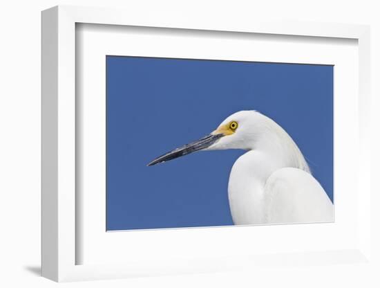 Snowy Egret (Egretta thula) adult, breeding plumage, close-up of head, Florida-Kevin Elsby-Framed Photographic Print