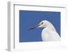 Snowy Egret (Egretta thula) adult, breeding plumage, close-up of head, Florida-Kevin Elsby-Framed Photographic Print