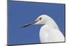 Snowy Egret (Egretta thula) adult, breeding plumage, close-up of head, Florida-Kevin Elsby-Mounted Photographic Print