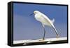 Snowy Egret (Egretta thula) adult, breeding plumage, stretching wing and leg, Florida-Kevin Elsby-Framed Stretched Canvas