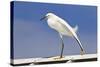 Snowy Egret (Egretta thula) adult, breeding plumage, stretching wing and leg, Florida-Kevin Elsby-Stretched Canvas