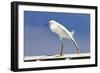 Snowy Egret (Egretta thula) adult, breeding plumage, stretching wing and leg, Florida-Kevin Elsby-Framed Photographic Print