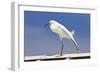 Snowy Egret (Egretta thula) adult, breeding plumage, stretching wing and leg, Florida-Kevin Elsby-Framed Photographic Print